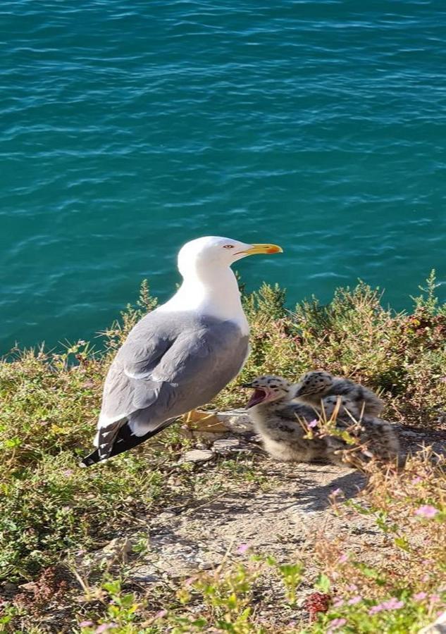 Nervion Daire Benidorm Dış mekan fotoğraf